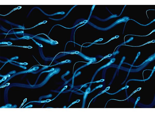 Спермограмма и MAR-тест